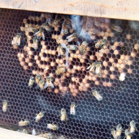 好きな動物のトップが「働き蜂」だと？ アメリカ人が「仕事中毒」に陥っている！